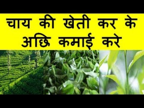 चाय की खेती कर के अछि कमाई करे Tea Farming Business