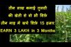 EARN 3 LAKH By Tulsi Plant Business | तीन लाख कमाई तुलसी की खेती से वो भी शिर्फ़ तीन माह में