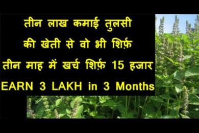 EARN 3 LAKH By Tulsi Plant Business | तीन लाख कमाई तुलसी की खेती से वो भी शिर्फ़ तीन माह में