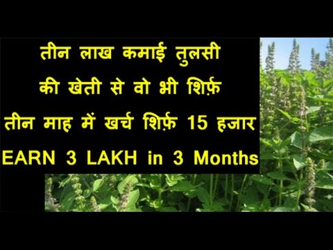 EARN 3 LAKH By Tulsi Plant Business | तीन लाख कमाई तुलसी की खेती से वो भी शिर्फ़ तीन माह में