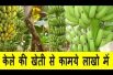 केले की खेती करे और कामये लाखो में Banana Farming