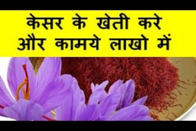 केसर के खेती करे और कामये लाखो  में Saffron Farming