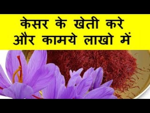 केसर के खेती करे और कामये लाखो  में Saffron Farming