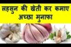 लहसुन की खेती कर कमाए अच्छा मुनाफा How To Start Garlic Farming