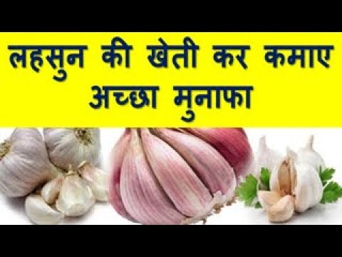 लहसुन की खेती कर कमाए अच्छा मुनाफा How To Start Garlic Farming