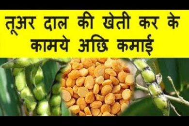 तूअर दाल की खेती कर के कामये अछि कमाई Pigeon Pea Plant Farming