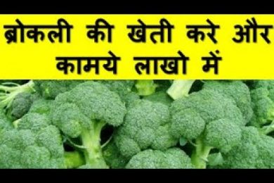 ब्रोकली की खेती करे और कामये लाखो में Broccoli Farming Business