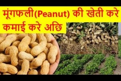 मूंगफली की खेती करे कमाई करे अछि peanut farming business