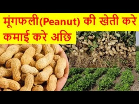 मूंगफली की खेती करे कमाई करे अछि peanut farming business