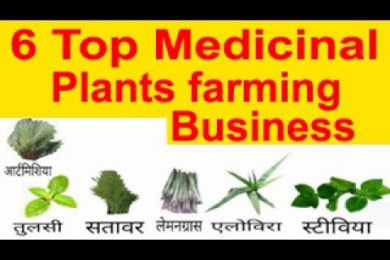 6 Top Medicinal plants farming Business औषधीय फसलो की खेती करने से किसानों को होगा ज्यादा benefit