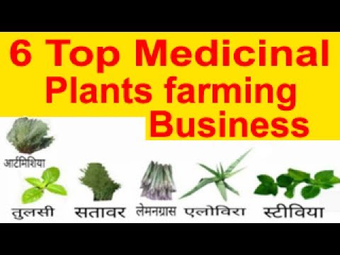 6 Top Medicinal plants farming Business औषधीय फसलो की खेती करने से किसानों को होगा ज्यादा benefit