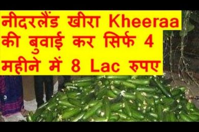 नीदरलैंड खीरा Kheeraa की बुवाई कर सिर्फ 4 महीने में 8 Lac रुपए की पैदावार   Cucumber
