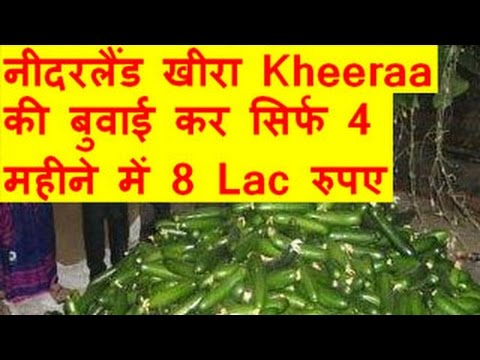 नीदरलैंड खीरा Kheeraa की बुवाई कर सिर्फ 4 महीने में 8 Lac रुपए की पैदावार   Cucumber