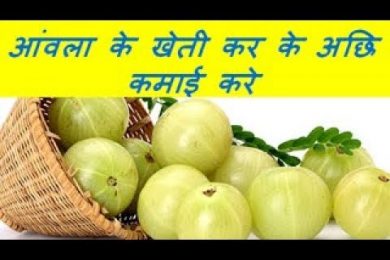 आंवला के खेती कर के अछि कमाई करे Amla (Gooseberry )Farming