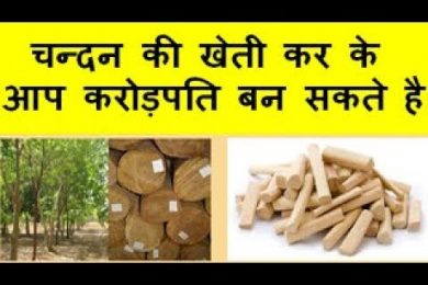 चन्दन की खेती कर के आप करोड़पति बन सकते है  Sandalwood  farming