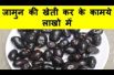 जामुन की खेती कर के कामये लाखो में Java Plum Farming