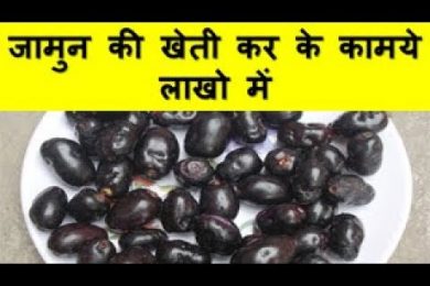 जामुन की खेती कर के कामये लाखो में Java Plum Farming