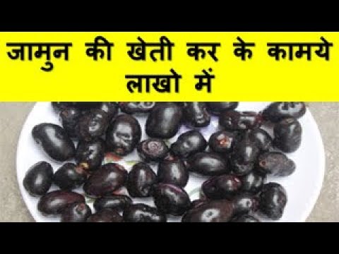 जामुन की खेती कर के कामये लाखो में Java Plum Farming