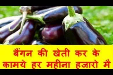 बैंगन की खेती कर के कामये हर महीना हजारो मै Brinjal Farming Business