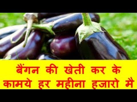 बैंगन की खेती कर के कामये हर महीना हजारो मै Brinjal Farming Business