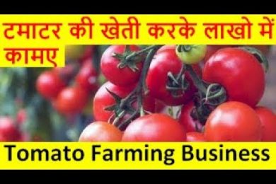 टमाटर की खेती करके लाखो में कामए Tomato Farming business