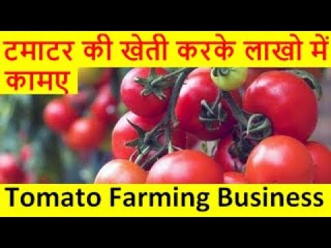 टमाटर की खेती करके लाखो में कामए Tomato Farming business