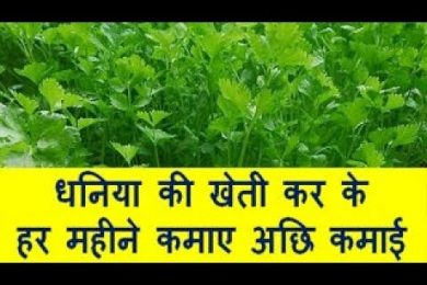 धनिया की खेती कर के हर महीने कमाए अछि कमाई Coriander farming