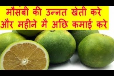 मौसंबी की उन्नत खेती करे और महीने मै अछि कमाई करे Sweet Lime (Mosambi) Farming