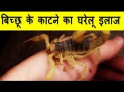 Home Remedies For Scorpion Bites बिच्छू के काटने का घरेलू इलाज