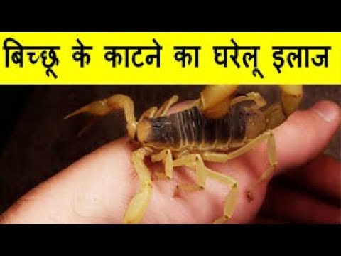 Home Remedies For Scorpion Bites बिच्छू के काटने का घरेलू इलाज