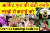 आर्किट फूल की खेती करके लाखो में कमाई करे  Orchids Flower Farming Business