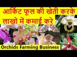 आर्किट फूल की खेती करके लाखो में कमाई करे  Orchids Flower Farming Business