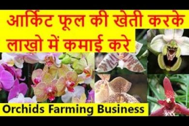 आर्किट फूल की खेती करके लाखो में कमाई करे  Orchids Flower Farming Business