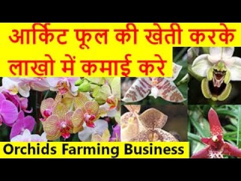 आर्किट फूल की खेती करके लाखो में कमाई करे  Orchids Flower Farming Business