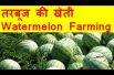 तरबूज की खेती  Watermelon farming business – Tarbooj Ki Kheti Kaise Kare