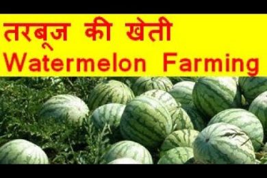 तरबूज की खेती  Watermelon farming business – Tarbooj Ki Kheti Kaise Kare
