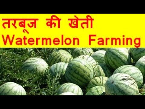 तरबूज की खेती  Watermelon farming business – Tarbooj Ki Kheti Kaise Kare