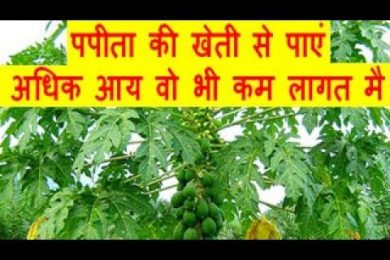 पपीता की खेती से पाएं अधिक आय वो भी कम लागत मै Papaya Farming Business