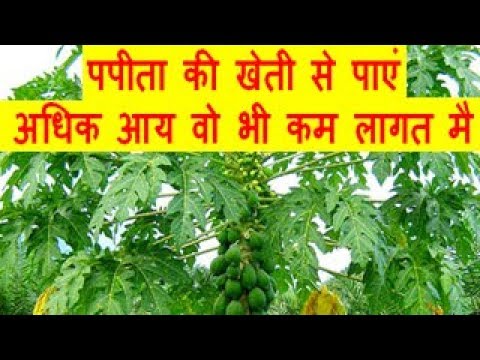 पपीता की खेती से पाएं अधिक आय वो भी कम लागत मै Papaya Farming Business