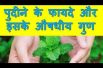 Benefits of Mint and its Medicinal Properties पुदीने के फायदे और इसके औषधीय गुण