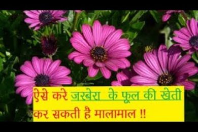 पालीहाऊस में जरबैरा की खेती कर कामये अछि कमाई Gerbera Flower farming Business