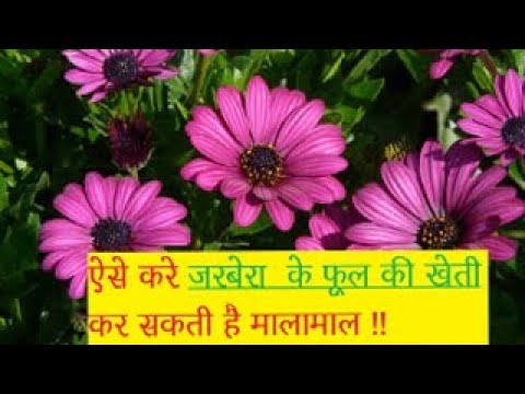 पालीहाऊस में जरबैरा की खेती कर कामये अछि कमाई Gerbera Flower farming Business