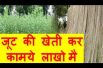 जूट की खेती कर कामये लाखो मै Jute farming Business