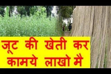 जूट की खेती कर कामये लाखो मै Jute farming Business