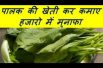 पालक की खेती कर कमाए हजारो में मुनाफा  Palak (Spinach) Farming Business
