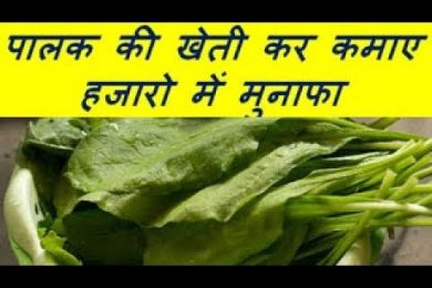 पालक की खेती कर कमाए हजारो में मुनाफा  Palak (Spinach) Farming Business