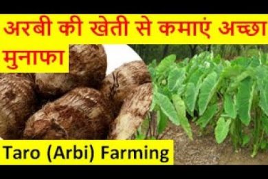 अरबी की खेती से कमाएं अच्छा मुनाफाTaro Arbi Farming