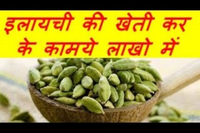 इलायची की खेती कर के कामये लाखो में  Cardamom (Elaichi )Farming