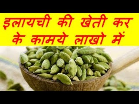 इलायची की खेती कर के कामये लाखो में  Cardamom (Elaichi )Farming