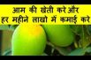 आम की खेती करें और हर महीने लाखो में कमाई करे Cultivate Mango And Earn Millions Every Month